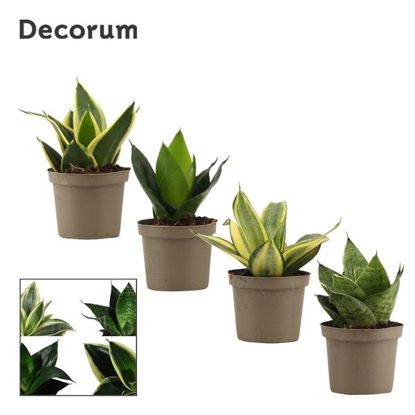 Горшечные цветы и растения оптом Sansevieria Fevourite Green (decorum) от 18шт (для телеги) из Голландии с доставкой по России