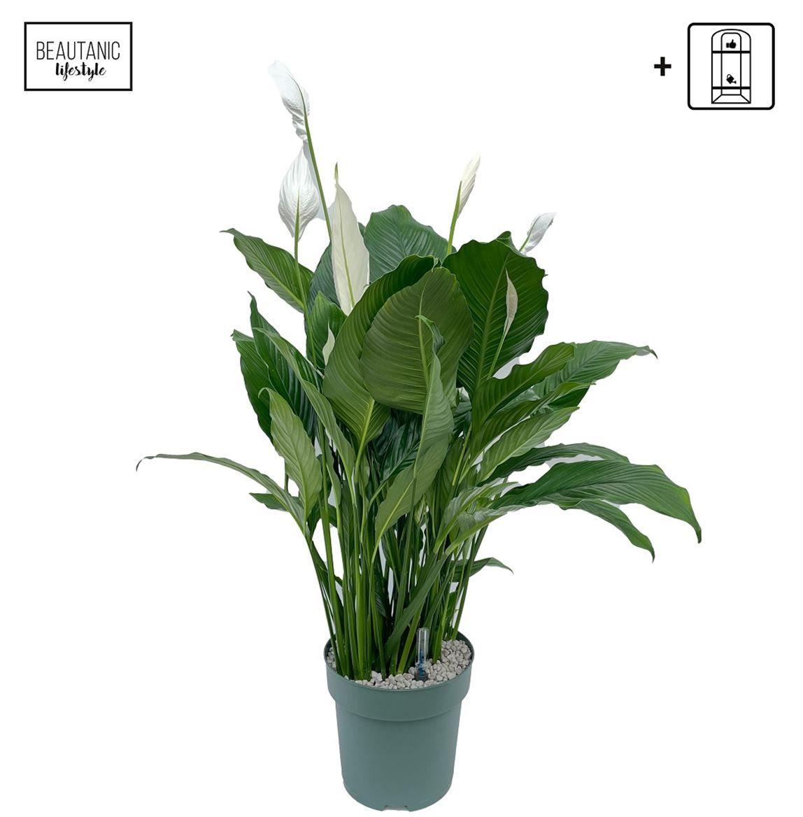 Горшечные цветы и растения оптом Spath Sweet Sebastiano + Watermeter от 1шт из Голландии с доставкой по России