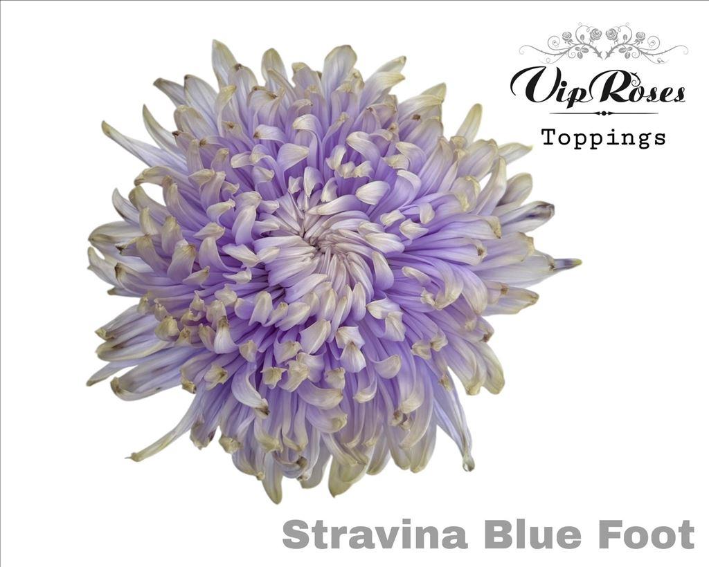 Срезанные цветы оптом Chrys bl paint stravina blue foot от 20шт из Голландии с доставкой по России