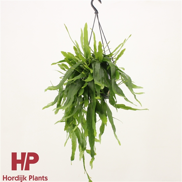 Горшечные цветы и растения оптом Epiphyllum Pumilum Hanging Pot от 7шт из Голландии с доставкой по России