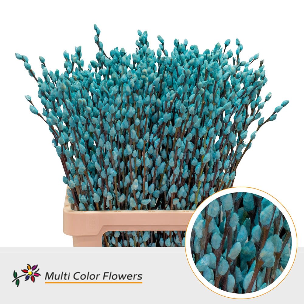 Срезанные цветы оптом Salix paint pussy willow blue light от 200шт.. из Голландии с доставкой по России