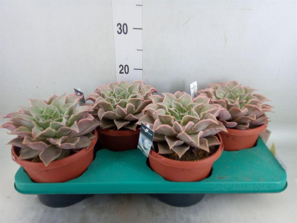 Горшечные цветы и растения оптом Echeveria   ... от 4шт из Голландии с доставкой по России