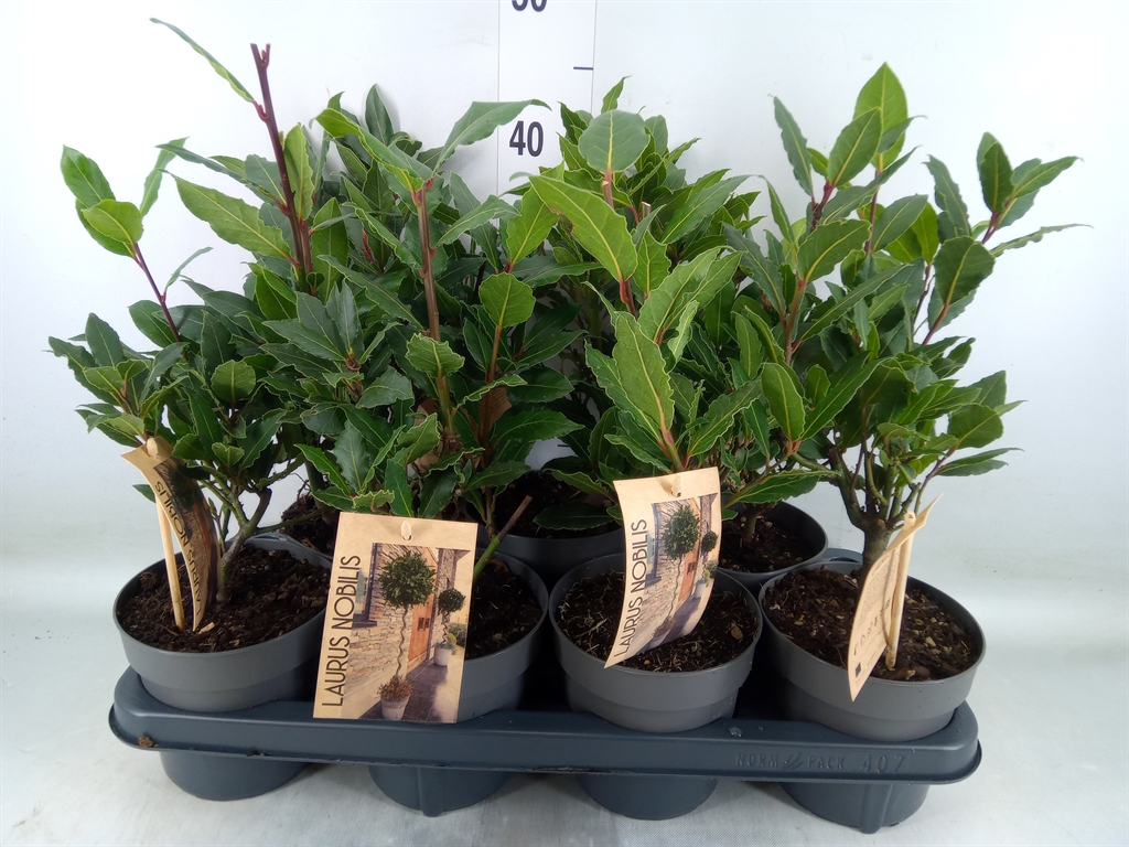 Горшечные цветы и растения оптом Laurus Nobilis от 7шт из Голландии с доставкой по России