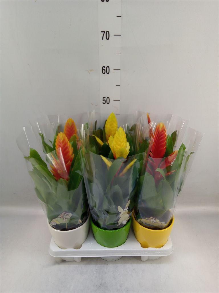 Горшечные цветы и растения оптом Vriesea   ...mix 5 от 6шт из Голландии с доставкой по России