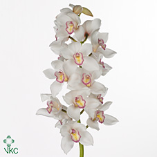 Срезанные цветы оптом Cymbidium white tony от 12шт из Голландии с доставкой по России