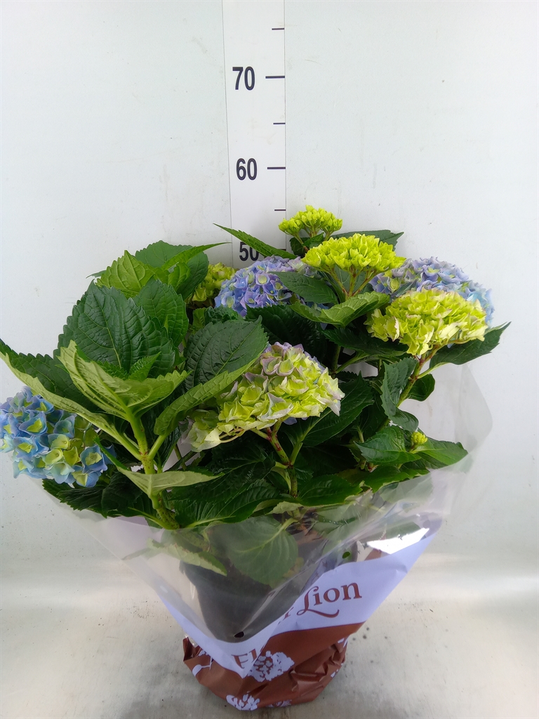 Горшечные цветы и растения оптом Hydrangea Ma Hi River Pink 12+ от 1шт из Голландии с доставкой по России