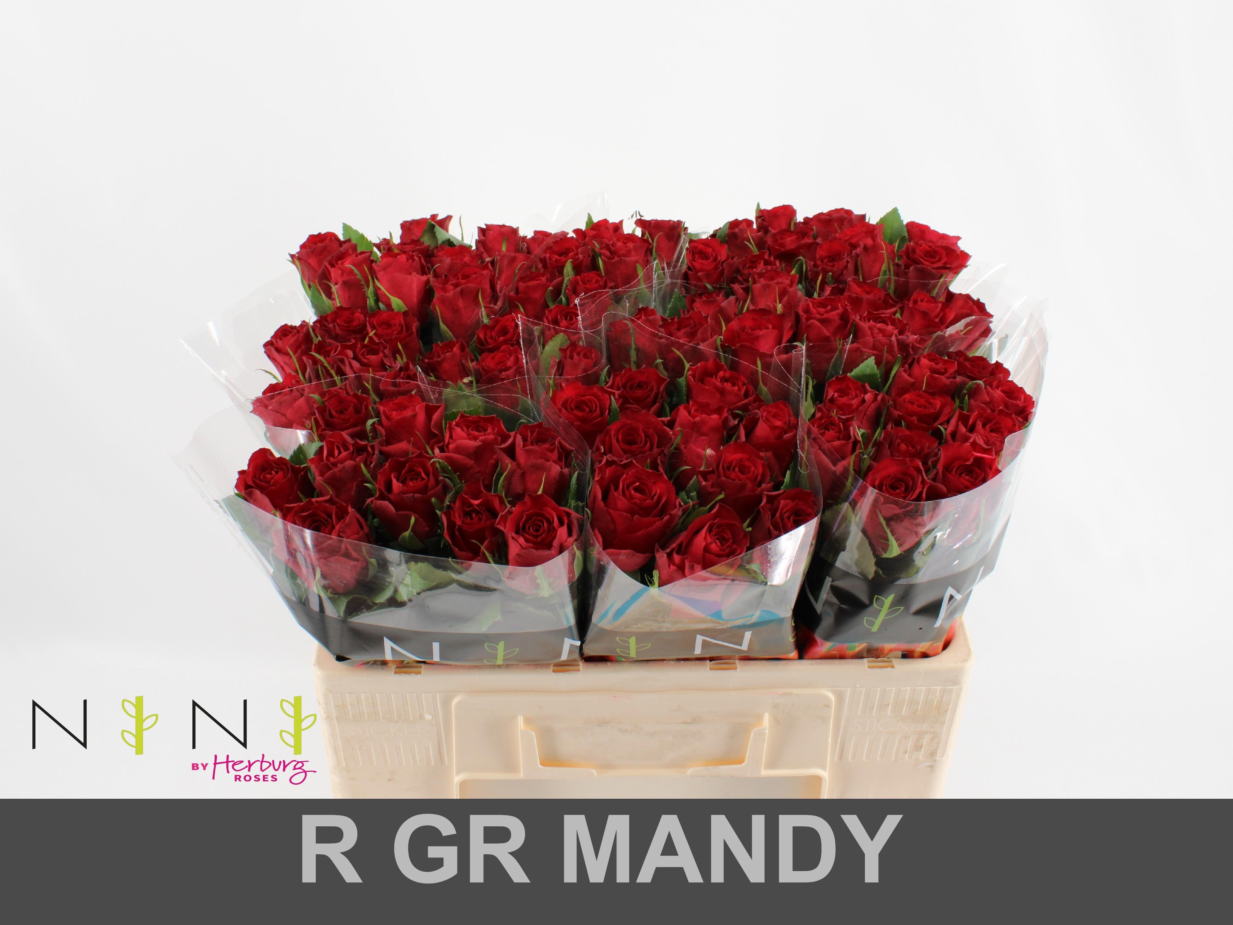 Срезанные цветы оптом Rosa large mandy от 80шт из Голландии с доставкой по России