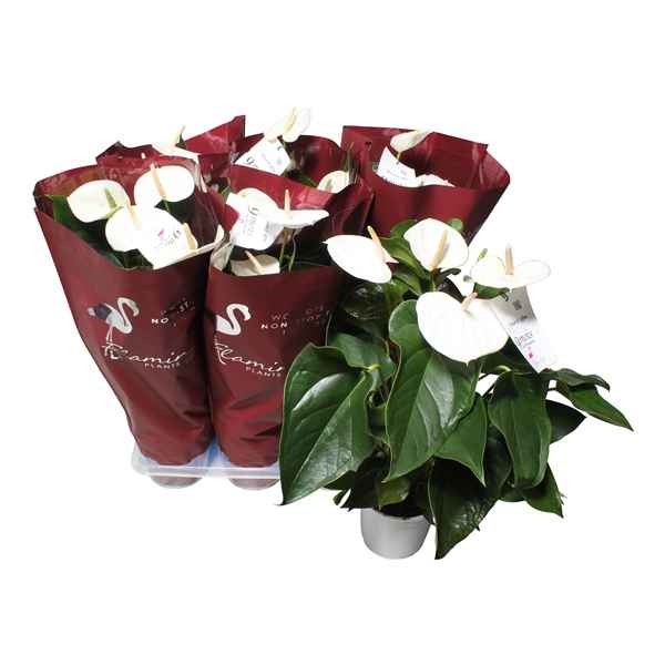 Горшечные цветы и растения оптом Anth An Flamingo White 6+ от 6шт из Голландии с доставкой по России