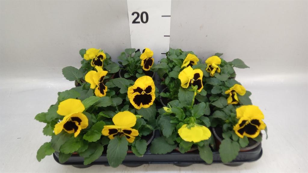 Горшечные цветы и растения оптом Viola Wr. colossus Yellow Blotch от 12шт (для телеги) из Голландии с доставкой по России