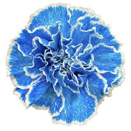 Срезанные цветы оптом Dianthus st paint molly blue от 80шт из Голландии с доставкой по России