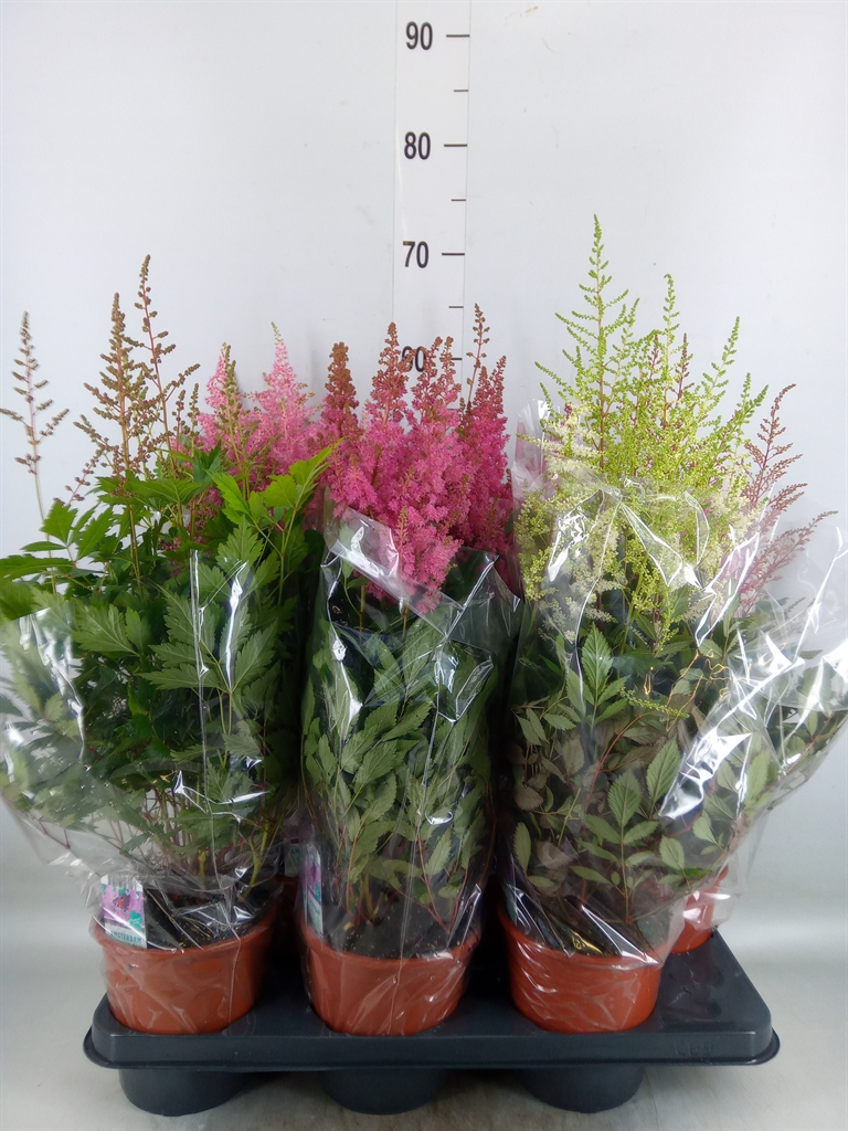 Горшечные цветы и растения оптом Astilbe   ...mix 4 от 6шт из Голландии с доставкой по России