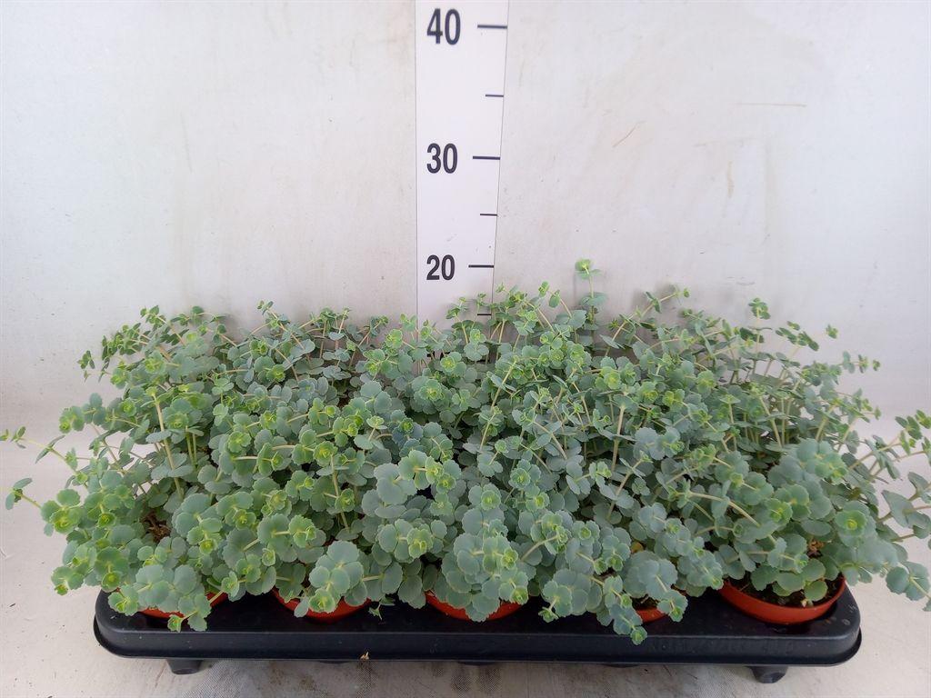 Горшечные цветы и растения оптом Sedum Sieboldii от 10шт из Голландии с доставкой по России