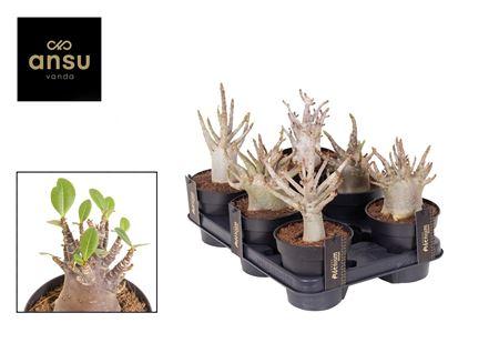 Горшечные цветы и растения оптом Adenium Baobab от 6шт из Голландии с доставкой по России