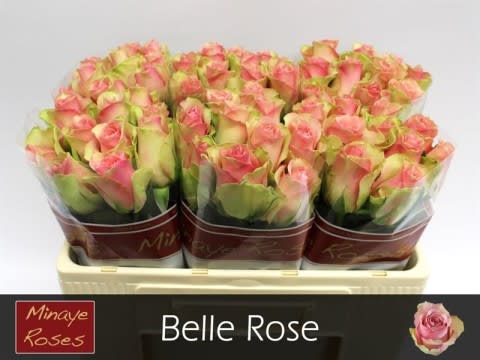 Срезанные цветы оптом Rosa large belle rose от 60шт из Голландии с доставкой по России