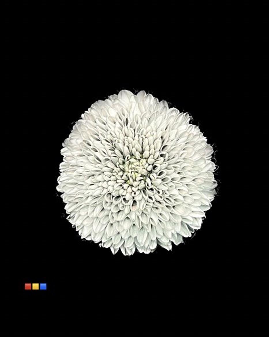 Срезанные цветы оптом Chrys bl paint superbowl grey от 40шт из Голландии с доставкой по России