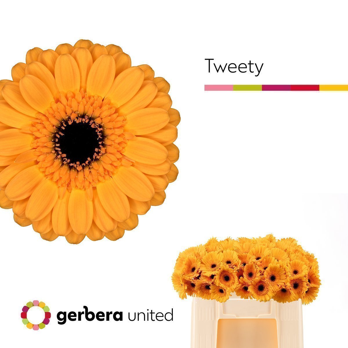 Срезанные цветы оптом Germini tweety от 80шт из Голландии с доставкой по России Срезанные цветы оптом Germini tweety от 80шт из Голландии с доставкой по России