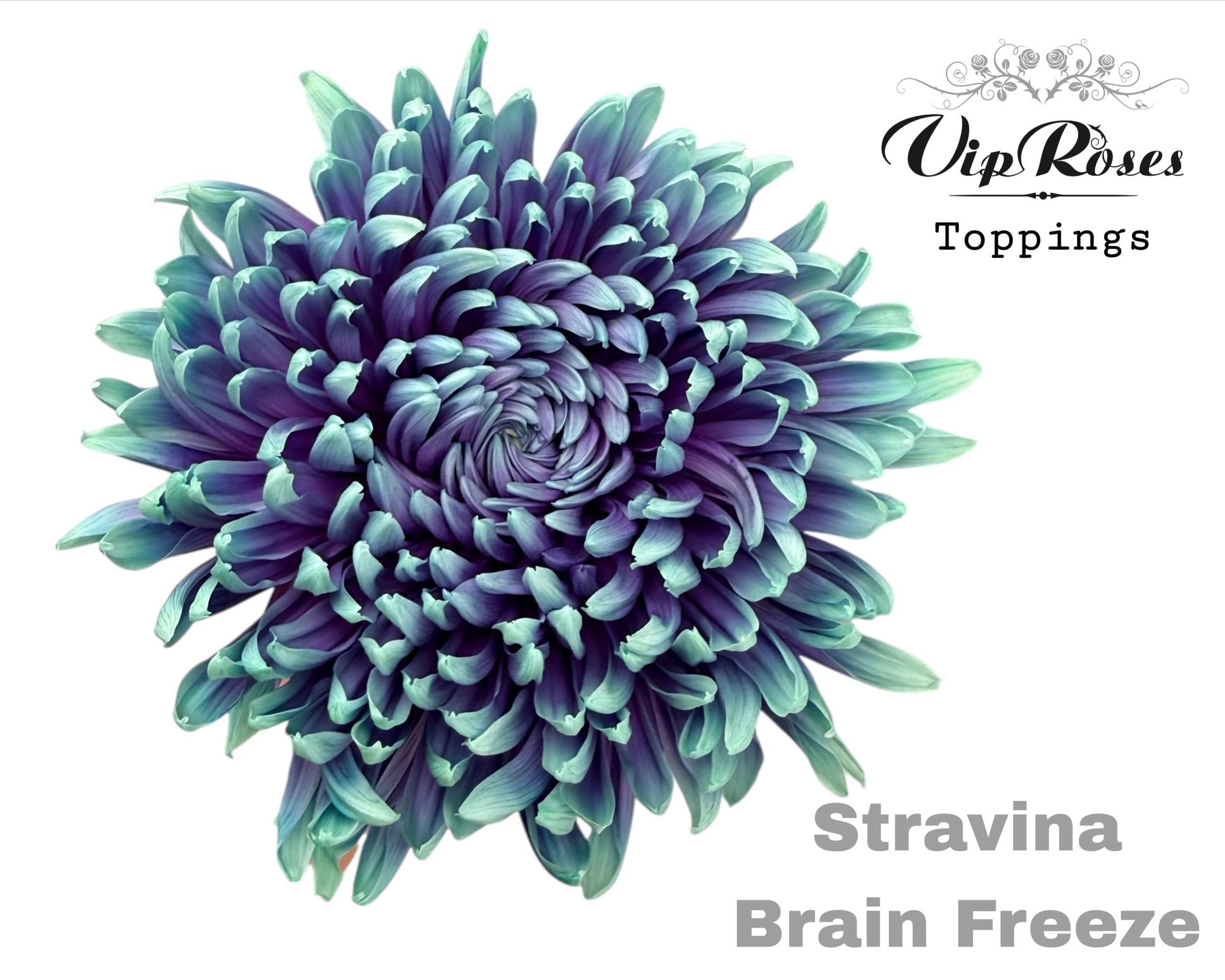 Срезанные цветы оптом Chrys bl paint stravina brain freeze от 20шт из Голландии с доставкой по России