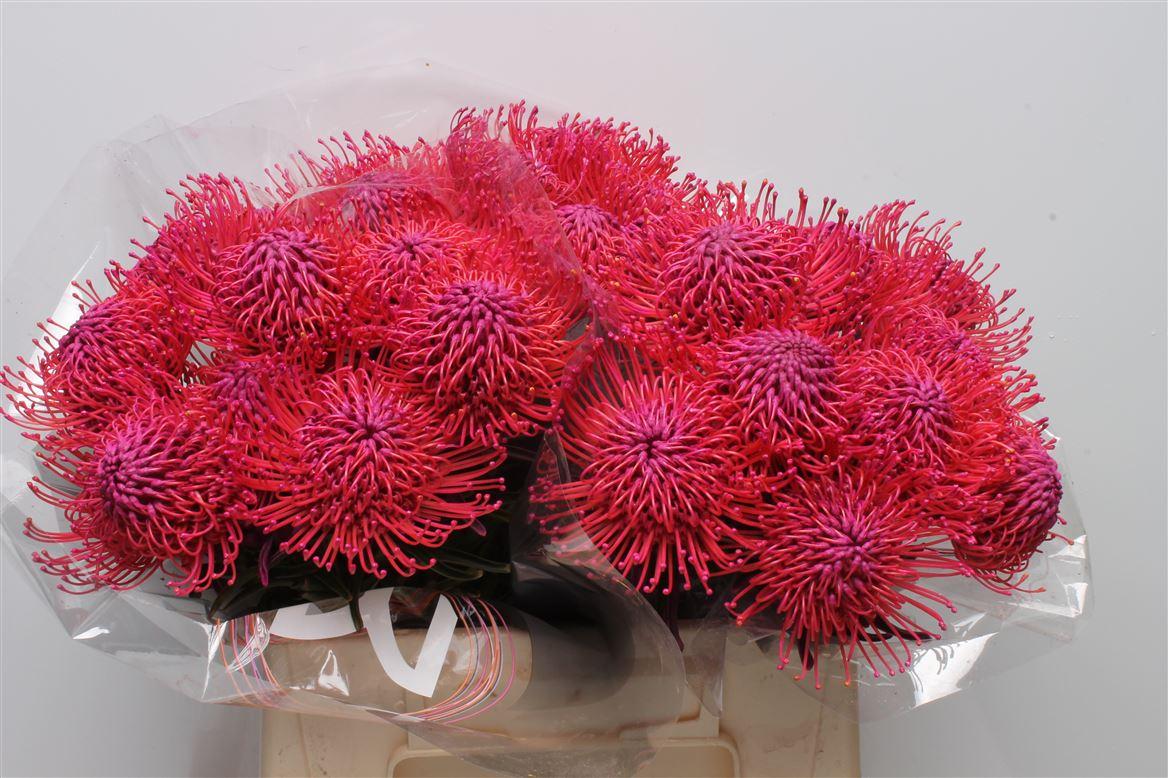 Срезанные цветы оптом Nutans paint cerise от 30шт из Голландии с доставкой по России