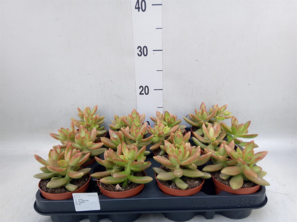 Горшечные цветы и растения оптом Sedum   ... от 12шт (для телеги) из Голландии с доставкой по России
