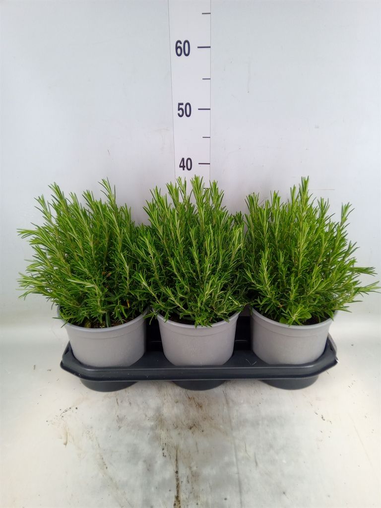 Горшечные цветы и растения оптом Rosmarinus Offi.   ... от 3шт из Голландии с доставкой по России