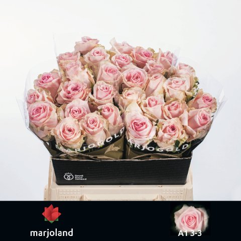 Срезанные цветы оптом Rosa large sweet dolomiti от 30шт из Голландии с доставкой по России