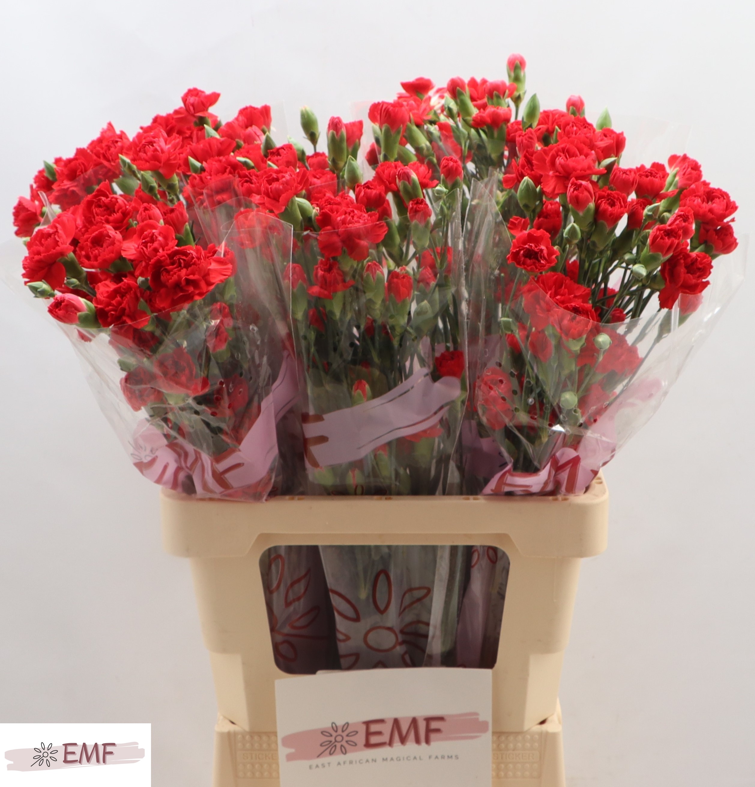 Срезанные цветы оптом Dianthus sp red kiss от 60шт из Голландии с доставкой по России