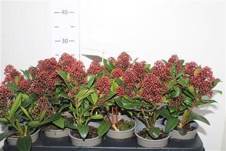 Горшечные цветы и растения оптом Skim J Rubella 4-5++ от 12шт из Голландии с доставкой по России