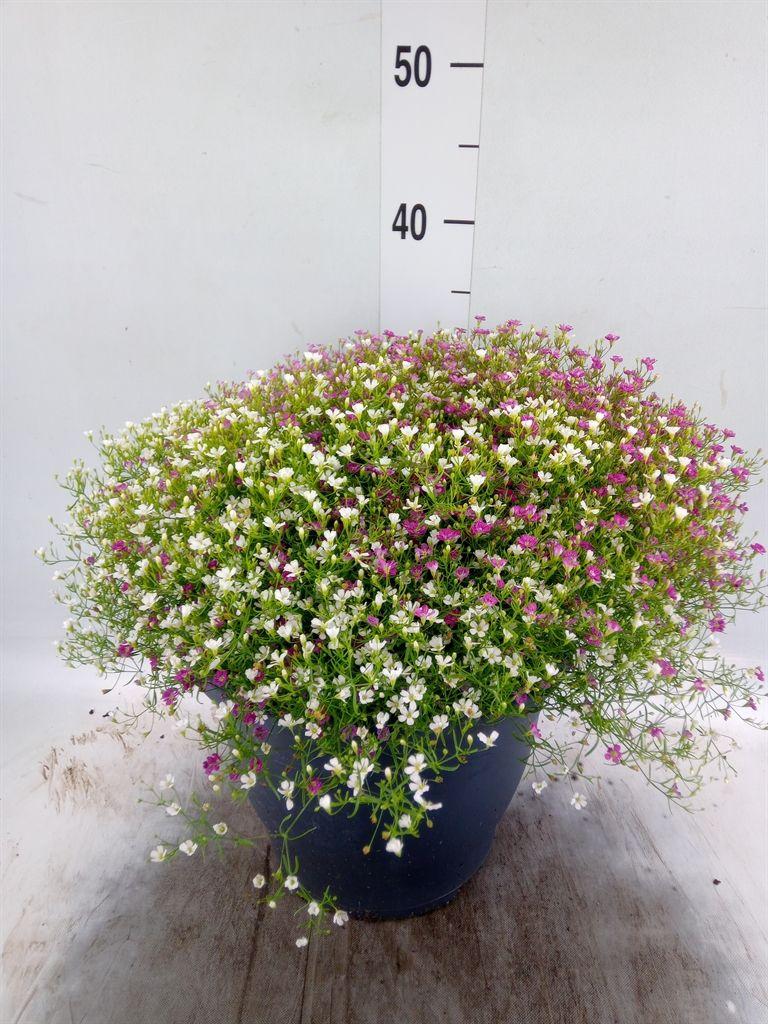 Горшечные цветы и растения оптом Gypsophila Muralis   ...mix /pot от 1шт из Голландии с доставкой по России