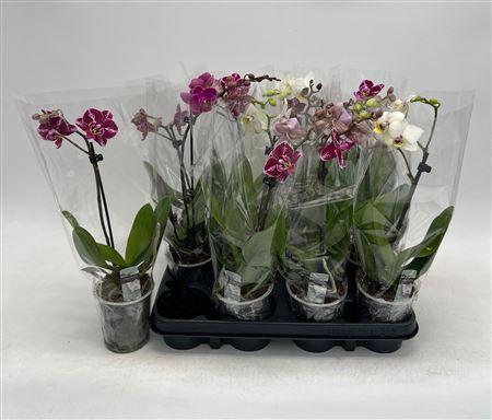 Горшечные цветы и растения оптом Phal Gem 1 Branche 6+ от 12шт (для телеги) из Голландии с доставкой по России