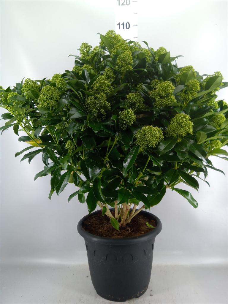 Горшечные цветы и растения оптом Skimmia Jap. fragrant Cloud от 1шт из Голландии с доставкой по России
