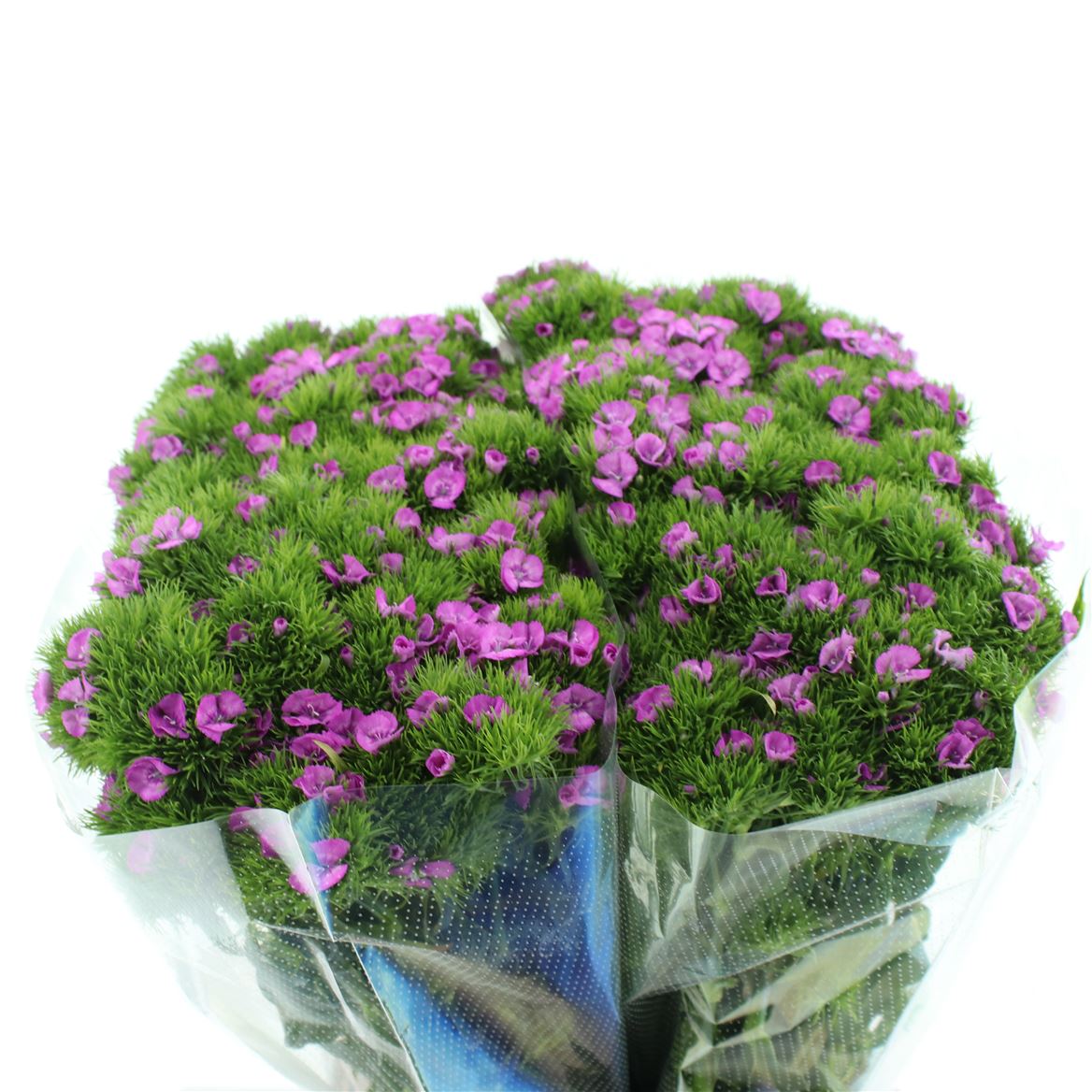 Срезанные цветы оптом Dianthus br sweet will pink от 100шт из Голландии с доставкой по России