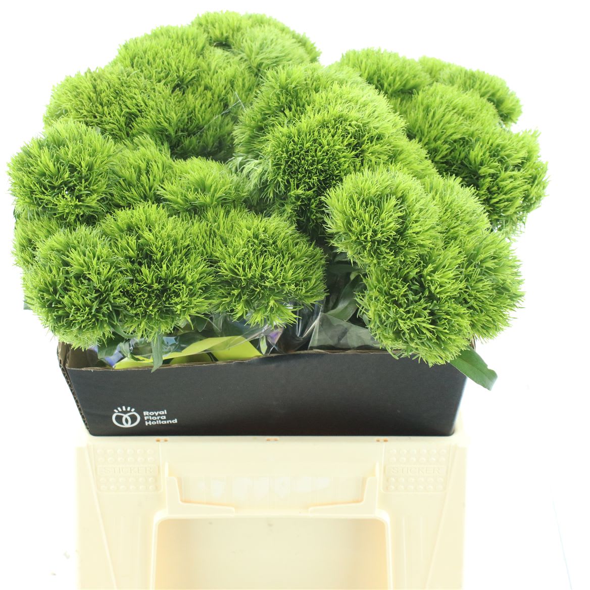 Срезанные цветы оптом Dianthus br kiwi mellow от 40шт из Голландии с доставкой по России