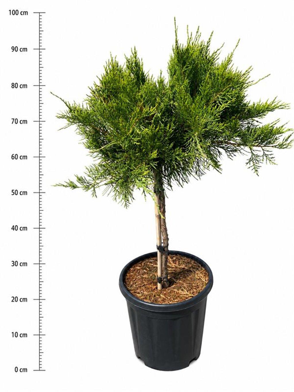 Горшечные цветы и растения оптом Juniperus Pfitz Mint Julep от 1шт из Голландии с доставкой по России