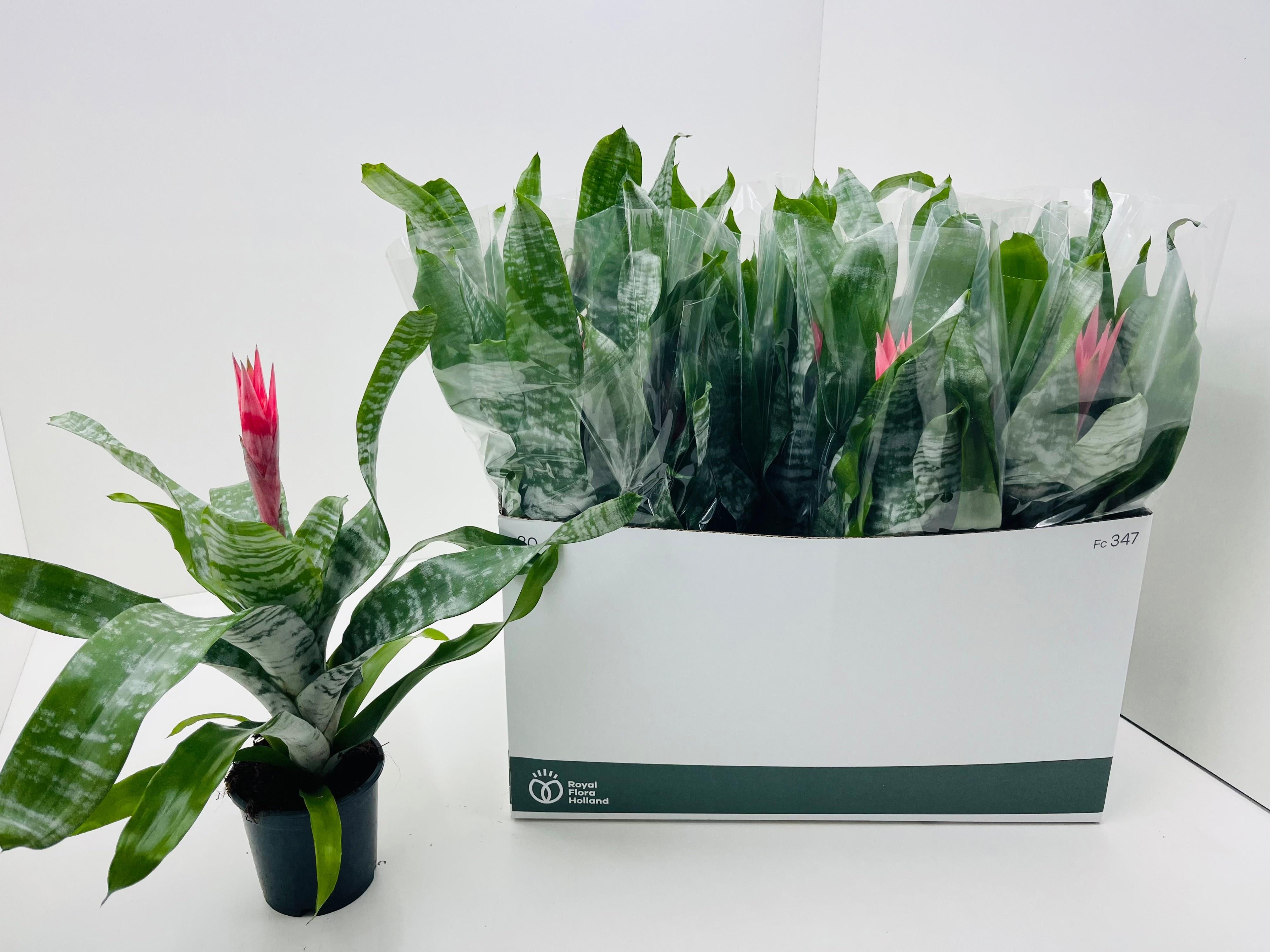 Горшечные цветы и растения оптом Aech Fas Primera от 12шт из Голландии с доставкой по России