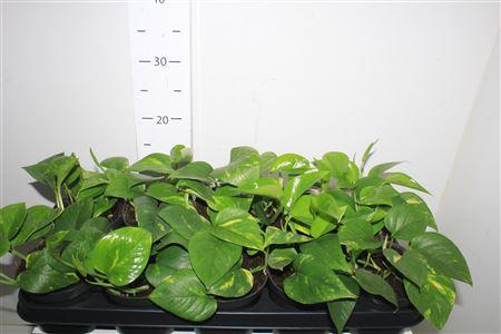 Горшечные цветы и растения оптом Epipr Aureum от 10шт из Голландии с доставкой по России