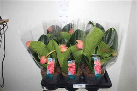 Горшечные цветы и растения оптом Medin Mag Flamenco 2 Knoppen от 6шт из Голландии с доставкой по России