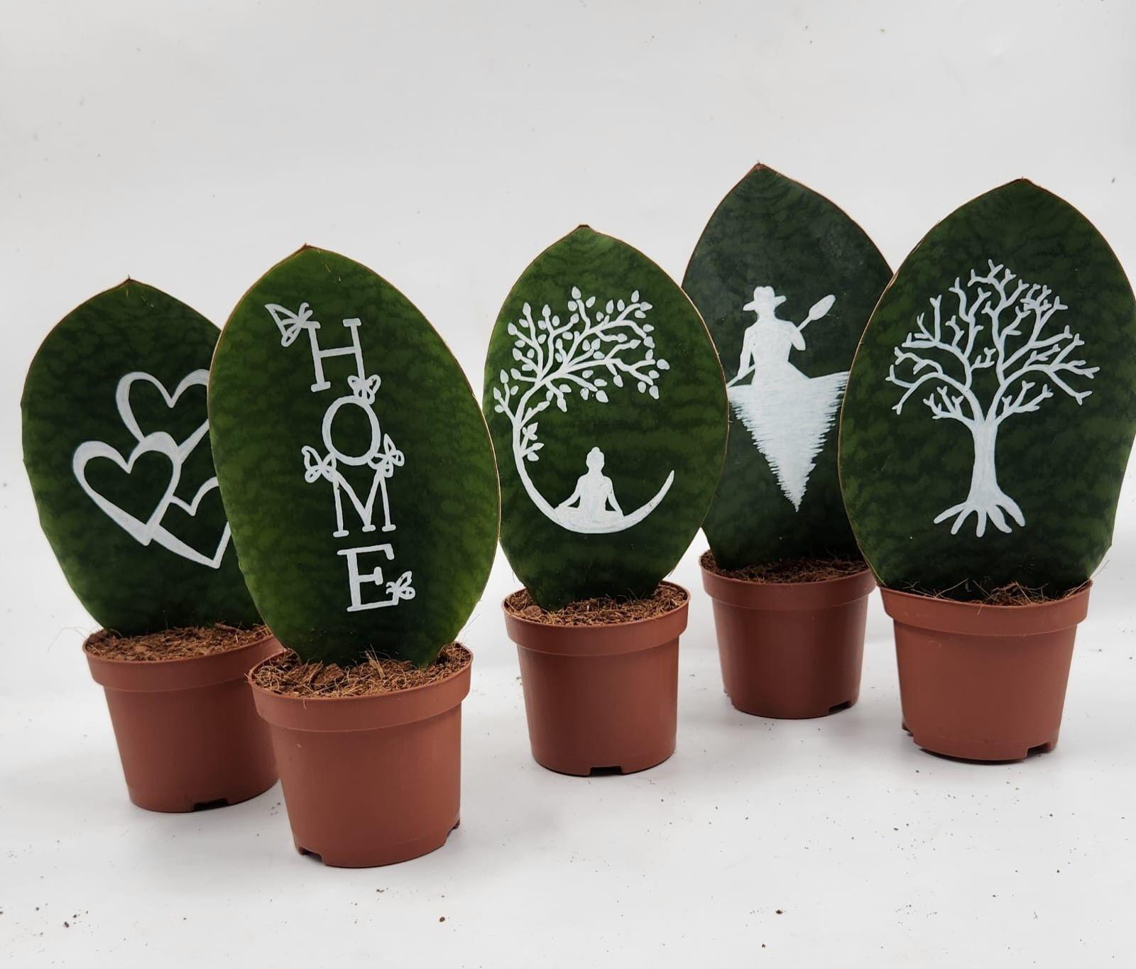 Горшечные цветы и растения оптом Sansev Trifascia Ov от 18шт (для телеги) из Голландии с доставкой по России