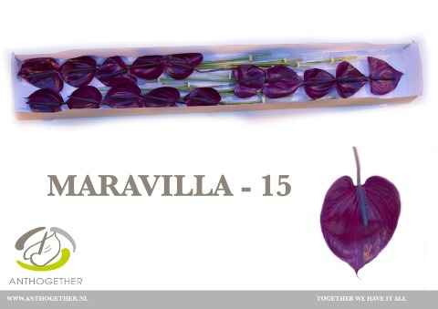 Срезанные цветы оптом Anthurium maravilla от 15шт из Голландии с доставкой по России