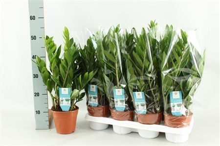 Горшечные цветы и растения оптом Zamioculcas 8+ от 7шт из Голландии с доставкой по России