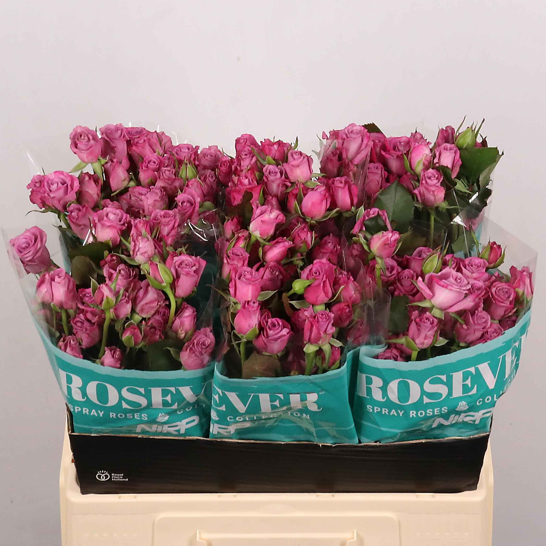 Срезанные цветы оптом Rosa sp astral от 40шт из Голландии с доставкой по России