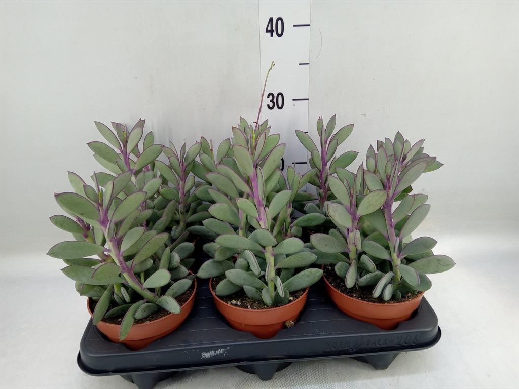 Горшечные цветы и растения оптом Senecio Crassissimus от 6шт из Голландии с доставкой по России