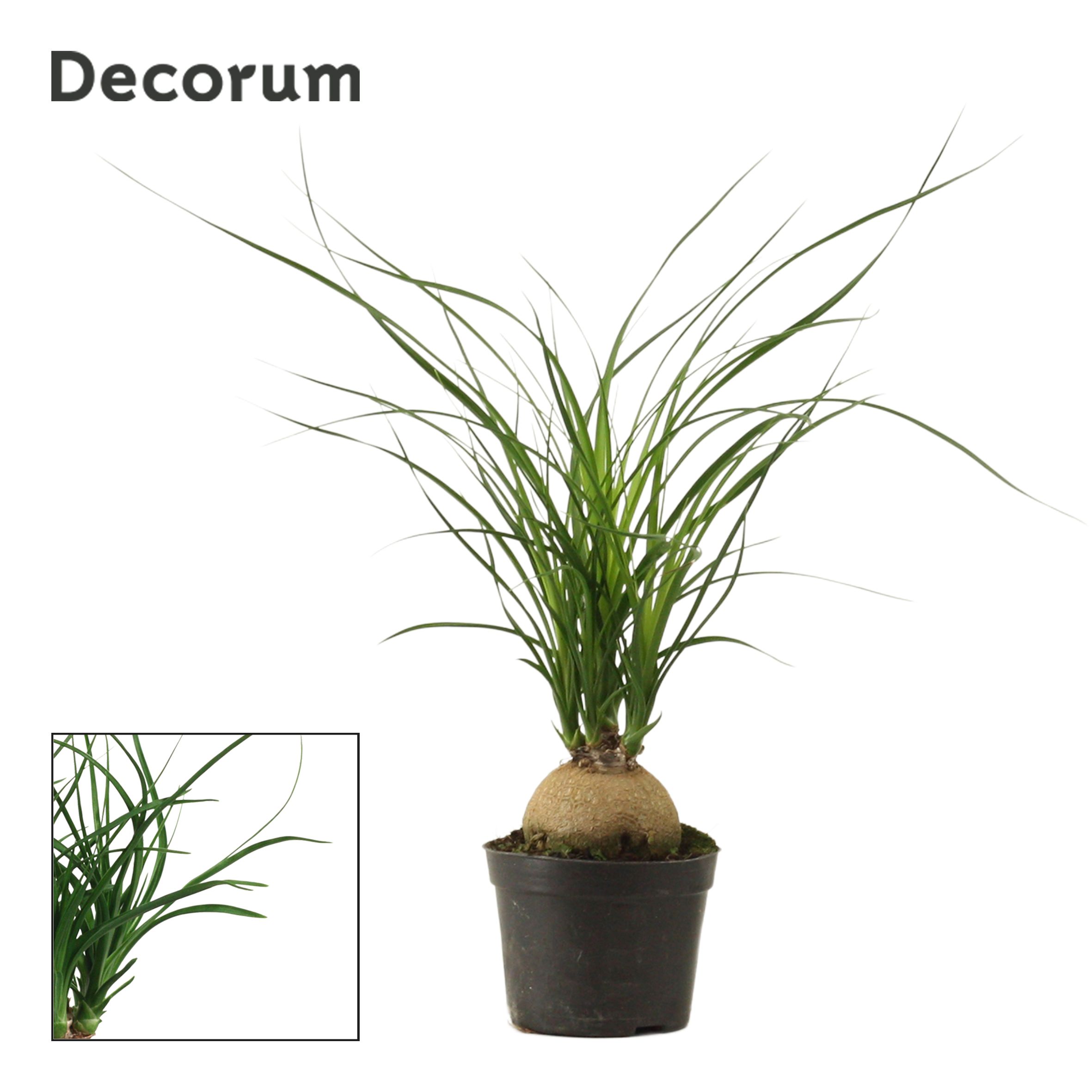 Горшечные цветы и растения оптом Beaucarnea Bol (decorum) от 18шт (для телеги) из Голландии с доставкой по России