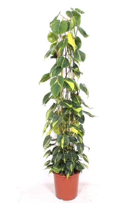 Горшечные цветы и растения оптом Philodendron Scandens Brasil Piramide от 1шт из Голландии с доставкой по России