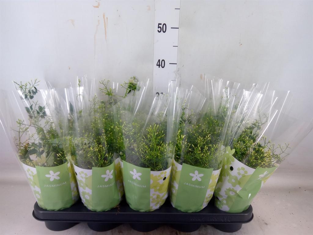 Горшечные цветы и растения оптом Jasminum Polyanthum от 10шт из Голландии с доставкой по России