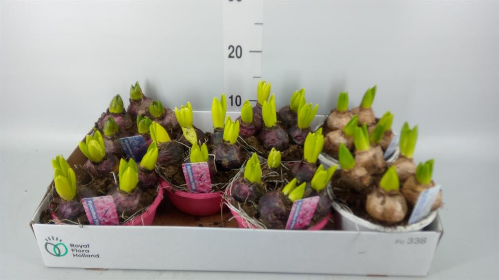 Горшечные цветы и растения оптом Hyacinthus Orie.   ...mix 3 от 7шт из Голландии с доставкой по России