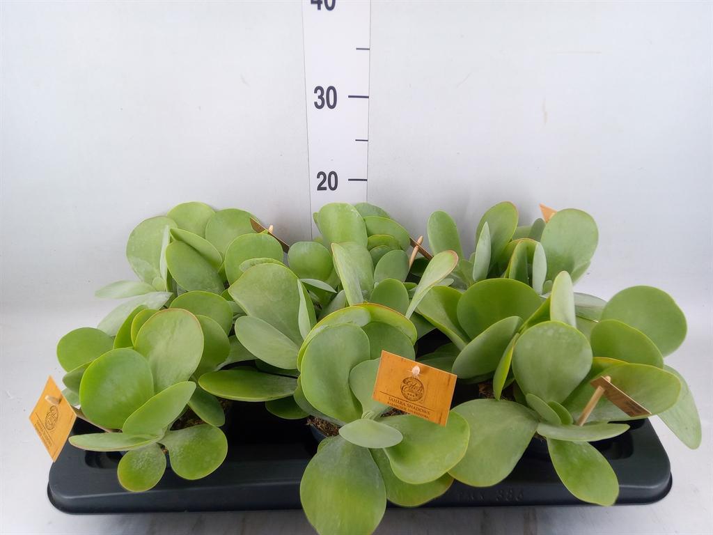 Горшечные цветы и растения оптом Kalanchoe Nf Thyrsiflora от 6шт из Голландии с доставкой по России