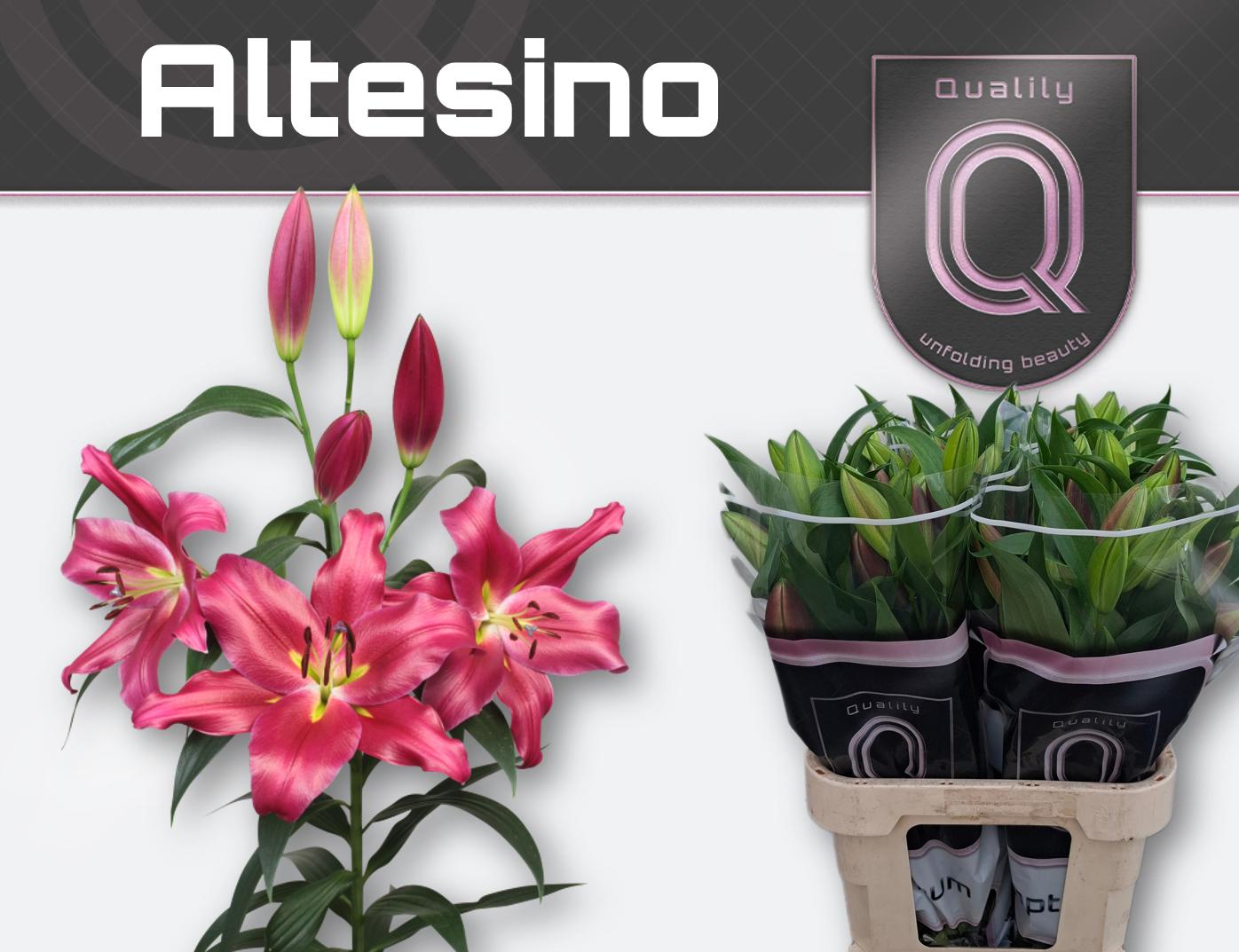 Срезанные цветы оптом Lilium or altesino от 40шт из Голландии с доставкой по России