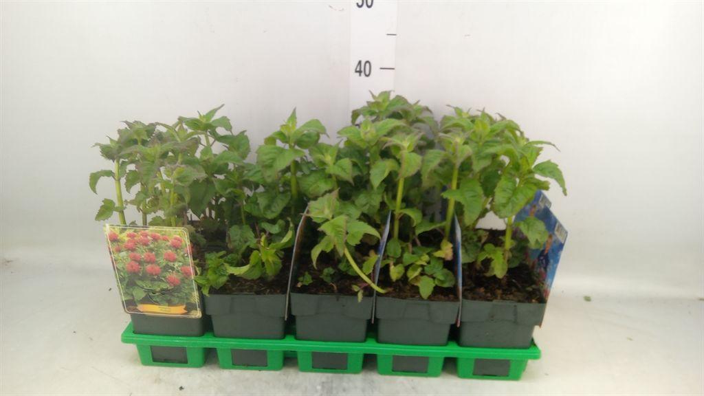 Горшечные цветы и растения оптом Monarda Didyma от 10шт из Голландии с доставкой по России
