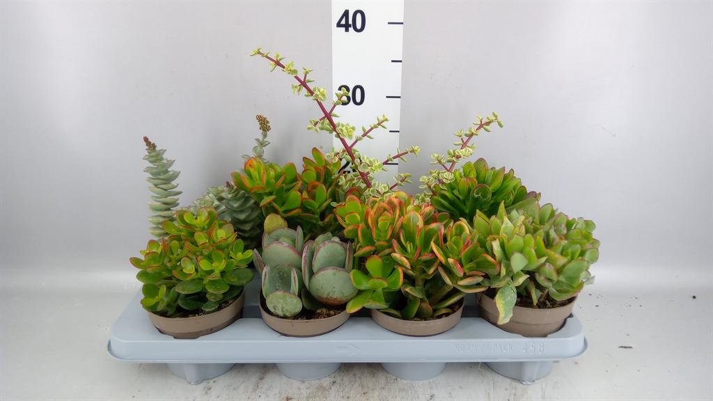 Горшечные цветы и растения оптом Crassula ...mix от 8шт из Голландии с доставкой по России
