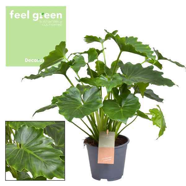 Горшечные цветы и растения оптом Philodendron Shangri La Feel Green (decorum) от 6шт из Голландии с доставкой по России